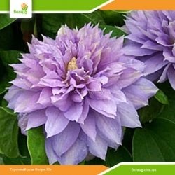 Клематис Belle of Woking (Белль оф Вокинг)