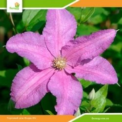 Клематис Danuta (Данута)