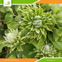 Клематис Green Passion (Грин Пэшн)