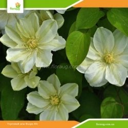 Клематис Guernsey Cream (Гернси Крим )
