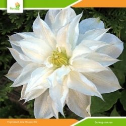 Клематис Isago (Исаго)