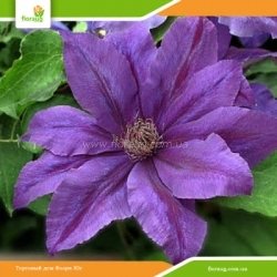 Клематіс Kаcper (Каспер)
