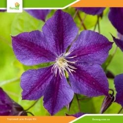 Клематис Star of India (Стар оф Индия)