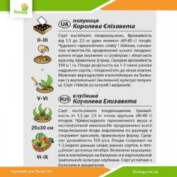 Клубника Королева Елизавета 0,01г (Агромакси)