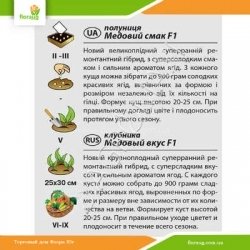 Клубника Медовый вкус F1 0,01 (Агромакси)