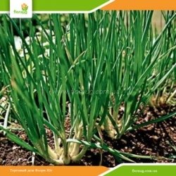 Лук Шалот (кущевка) Семейный 500г