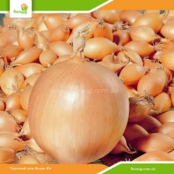 Лук севок Трой F1 (Голландия) 500г