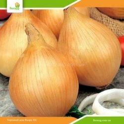 Лук севок Центурион F1 (Нидерланды) 500г