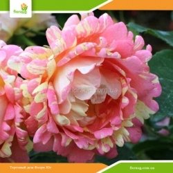 Роза Роз де Цистерсьен (Rose des Cisterciens)