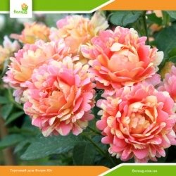 Роза Роз де Цистерсьен (Rose des Cisterciens)
