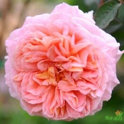 Роза Абрахам Дерби (Abraham Darby) английская