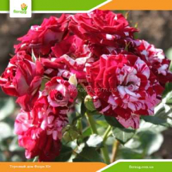 Роза Арроу Фолиес (Arrow Folies) спрей