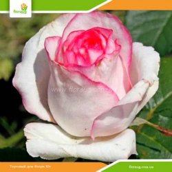 Троянда Белла Віта (Bella Vita)