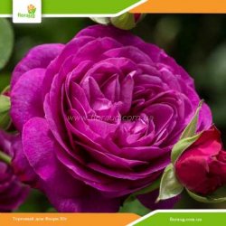 Роза Биг Перпл (Big Purple)