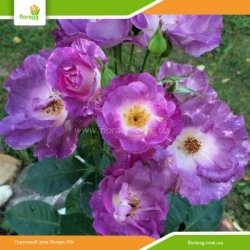 Роза Блю фо Ю (Blue for you) флорибунда