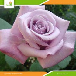 Роза Блю Мун (Blue Moon Cl.) плетистая