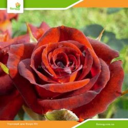 Роза Браун Шугер (Brown Sugar) спрей