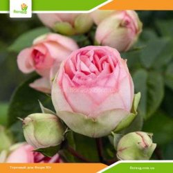 Роза Чарминг Пиано (Charming Piano) спрей