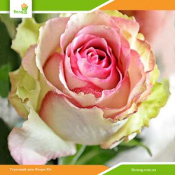 Роза Дансин Куин (Dancing Queen)