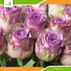 Роза Дольчетто (Dolcetto)