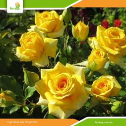 Роза Еллоу Бэйби (Yellow Baby) спрей