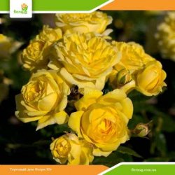 Роза Фрезия (Friesia) флорибунда