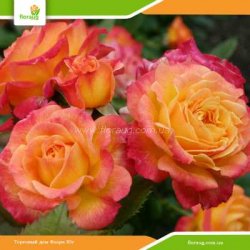 Роза Гартеншпас (Gartenspass) флорибунда