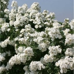 Роза Гирлянд де Амур (Guirlande d'Amour) плетистая