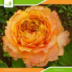 Роза Каралуна (Caraluna)