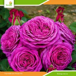 Роза Хайди Клум (Heidi Klum Rose) флорибунда