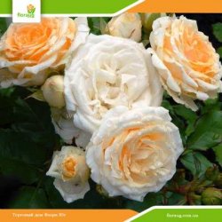 Роза Крем Грация (Cream Gracia) спрей