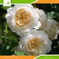 Роза Крокус Роуз (Crocus Rose) английская