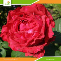 Роза Ля роз де Катрэ Вен (La Rose des 4 Vents) флорибунда