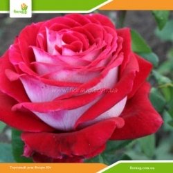 Роза Люксор (Luxor)