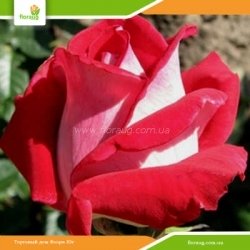 Роза Люксор (Luxor)