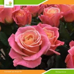 Роза Мисс Пигги (Miss Piggy)