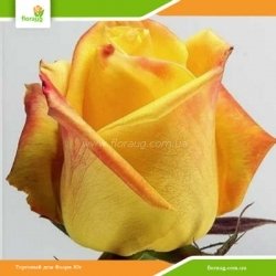 Роза Мохана (Mohana)