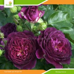 Роза Перпл Эден (Purple Eden) флорибунда