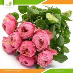 Роза Пинк Вувузела (Pink Vuvuzela)