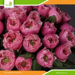 Троянда Пінк Вувузела (Pink Vuvuzela)