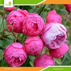 Роза Помпонелла (Pomponella) флорибунда