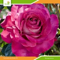 Роза Седая Дама (Sedaja Dama) плетистая