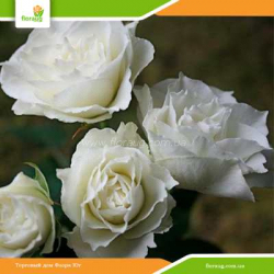 Роза Вивиана (Viviane) спрей