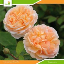 Роза Зе Леди Гарденер (The Lady Gardener) английская