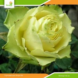 Роза Зеленая Планета (Green Planet)