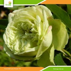 Роза Зеленая Планета (Green Planet)