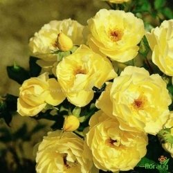 Роза Зоненширм (Sonnenschirm) почвопокровная