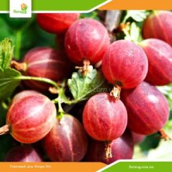 Саженцы крыжовника Каменяр