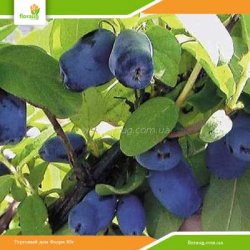 Саженцы жимолости Индиго Джем
