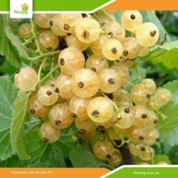 Саженцы белой смородины Ютерборгская (среднеспелая)